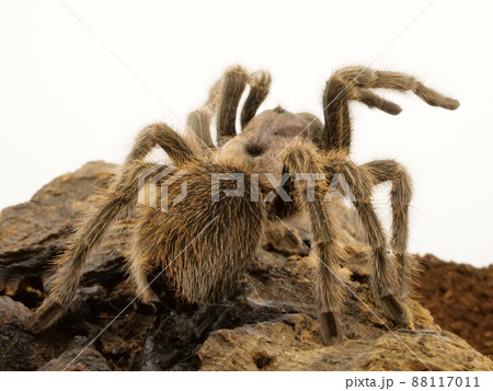 威嚇するタランチュラの後ろ姿 88117011