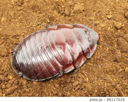 ツヤツヤとしているヨロイモグラゴキブリ 88117026