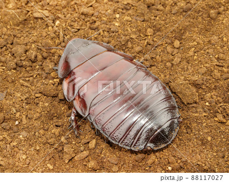 光沢のある体のヨロイモグラゴキブリ 88117027