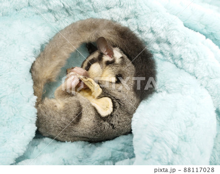 丸まって寝むるフクロモモンガ 88117028