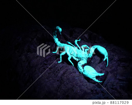 蛍光色に光って見えるチャグロサソリ 88117029