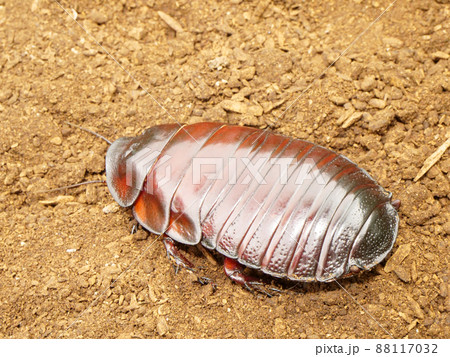 世界最重量のゴキブリ、ヨロイモグラゴキブリ 88117032