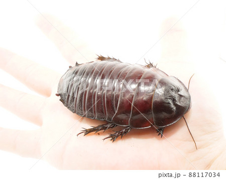 手のひらサイズのヨロイモグラゴキブリ 手のひらサイズのヨロイモグラゴキブリ 88117034