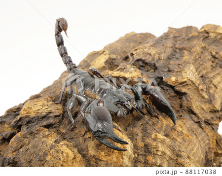 大きな鋏と毒針を持ったチャグロサソリ 大きな鋏と毒針を持ったチャグロサソリ 88117038