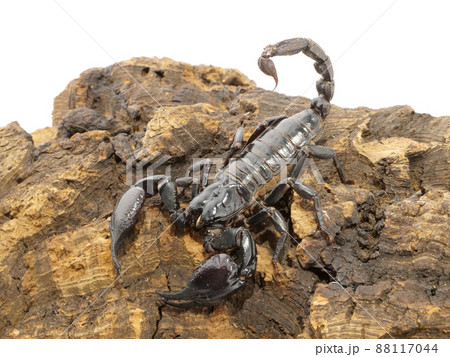 大きな鋏と毒針を持ったアジアンフォレストスコーピオン 88117044