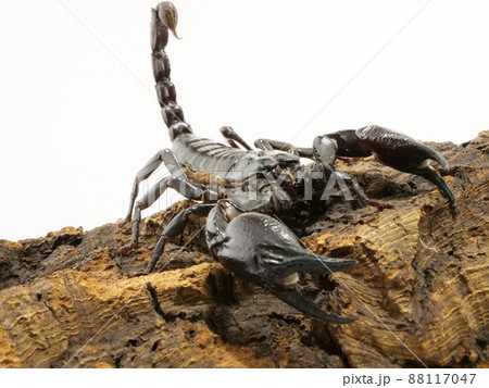 コルク樹皮の上のアジアンフォレストスコーピオン 88117047