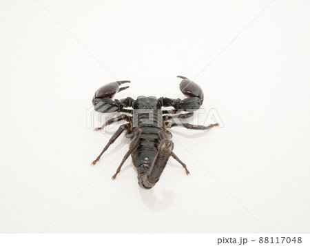 後ろから見たチャグロサソリ 88117048