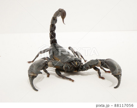 1匹のチャグロサソリ【白バック】 88117056