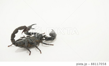 1匹のチャグロサソリ【コピースペース】 88117058