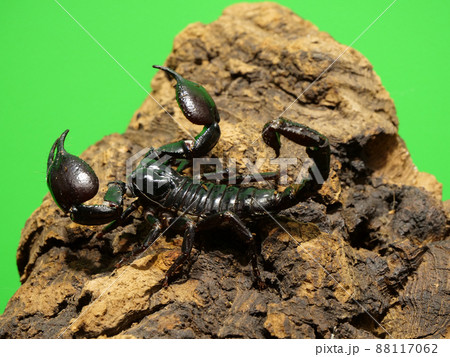 大きなずんぐりとした鋏をもつチャグロサソリ 88117062