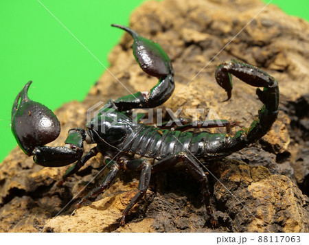 丸っこい大きな鋏をもつチャグロサソリ 88117063