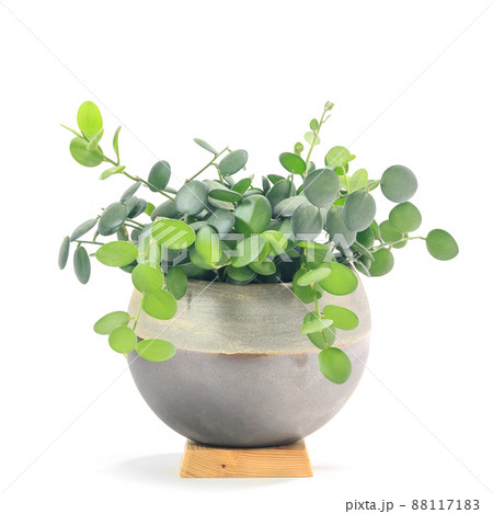 観葉植物、クセロシキオス・ダンギュイー(グリーンドラム)の鉢植え【白背景】 観葉植物、クセロシキオス・ダンギュイー(グリーンドラム)の鉢植え【白背景】 88117183