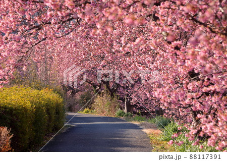 静岡県賀茂郡南伊豆町下賀茂 みなみの桜と菜の花まつり 青野川沿いの早咲き河津桜並木 静岡県賀茂郡南伊豆町下賀茂 みなみの桜と菜の花まつり 青野川沿いの早咲き河津桜並木 88117391