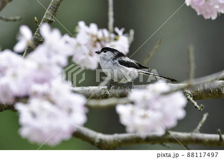 春爛漫、満開の桜の花を訪れた身近なかわいい小鳥エナガ 春爛漫、満開の桜の花を訪れた身近なかわいい小鳥エナガ 88117497
