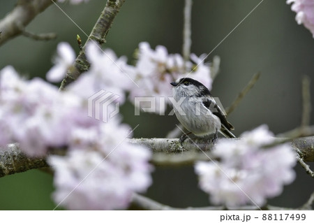 春爛漫、満開の桜の花を訪れた身近なかわいい小鳥エナガ 88117499