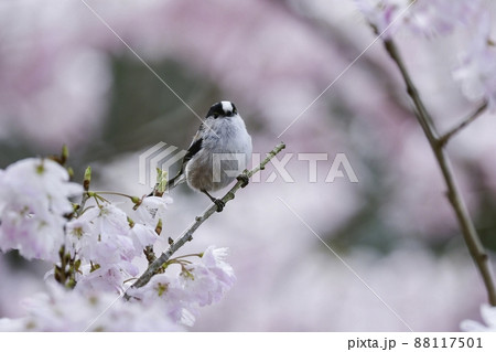 春爛漫、満開の桜の花を訪れた身近なかわいい小鳥エナガ 春爛漫、満開の桜の花を訪れた身近なかわいい小鳥エナガ 88117501