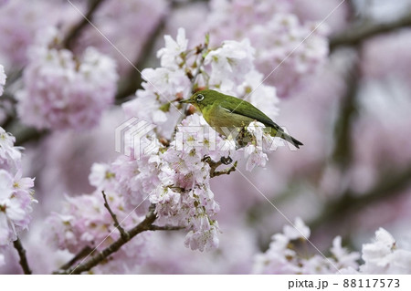 春爛漫、満開の桜の花を訪れた萌黄色の鮮やかなかわいい小鳥メジロ 88117573