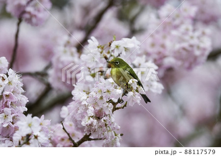 春爛漫、満開の桜の花を訪れた萌黄色の鮮やかなかわいい小鳥メジロ 春爛漫、満開の桜の花を訪れた萌黄色の鮮やかなかわいい小鳥メジロ 88117579