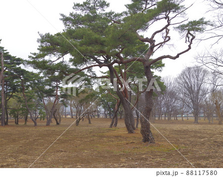 公園 韓国 景色 88117580