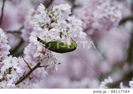 春爛漫、満開の桜の花を訪れた萌黄色の鮮やかなかわいい小鳥メジロ 88117584