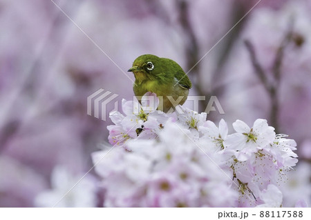 春爛漫、満開の桜の花を訪れた萌黄色の鮮やかなかわいい小鳥メジロ 春爛漫、満開の桜の花を訪れた萌黄色の鮮やかなかわいい小鳥メジロ 88117588