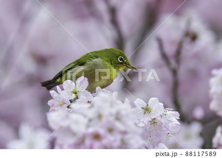 春爛漫、満開の桜の花を訪れた萌黄色の鮮やかなかわいい小鳥メジロ 春爛漫、満開の桜の花を訪れた萌黄色の鮮やかなかわいい小鳥メジロ 88117589