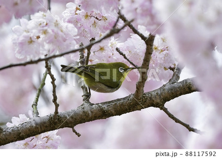 春爛漫、満開の桜の花を訪れた萌黄色の鮮やかなかわいい小鳥メジロ 88117592