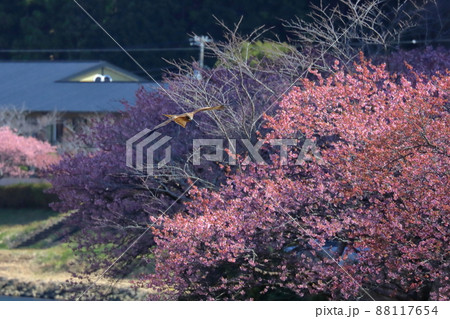 静岡県賀茂郡南伊豆町下賀茂 みなみの桜と菜の花まつり 青野川沿いの早咲き河津桜並木とトンビ 静岡県賀茂郡南伊豆町下賀茂 みなみの桜と菜の花まつり 青野川沿いの早咲き河津桜並木とトンビ 88117654