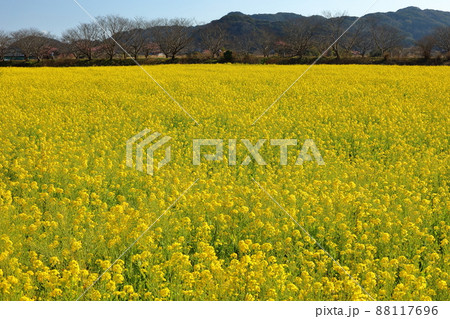 静岡県賀茂郡南伊豆町下賀茂 みなみの桜と菜の花まつり 青野川沿いの菜の花畑 静岡県賀茂郡南伊豆町下賀茂 みなみの桜と菜の花まつり 青野川沿いの菜の花畑 88117696