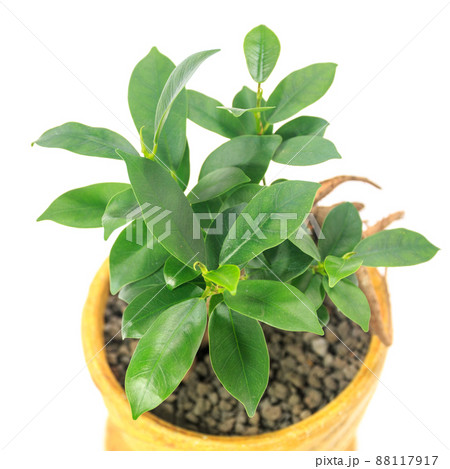 観葉植物、キジムナーが宿るガジュマルの葉【白背景】 88117917