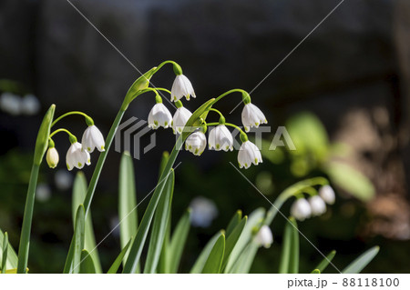 春が来た 88118100