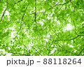 新緑の木の葉と木漏れ日 88118264