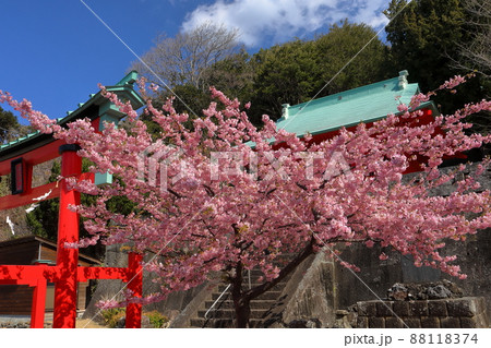 静岡県賀茂郡松崎町岩地 赤が印象的な諸石神社と満開の河津桜 静岡県賀茂郡松崎町岩地 赤が印象的な諸石神社と満開の河津桜 88118374