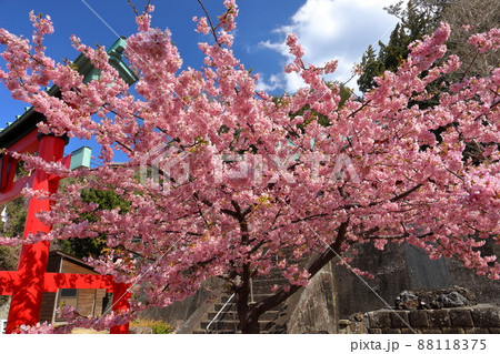静岡県賀茂郡松崎町岩地　赤が印象的な諸石神社と満開の河津桜 88118375
