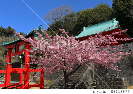 静岡県賀茂郡松崎町岩地 赤が印象的な諸石神社と満開の河津桜 静岡県賀茂郡松崎町岩地 赤が印象的な諸石神社と満開の河津桜 88118377