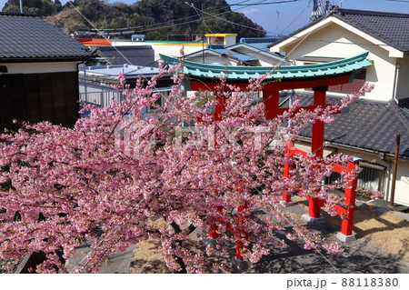 静岡県賀茂郡松崎町岩地 赤が印象的な諸石神社と満開の河津桜 静岡県賀茂郡松崎町岩地 赤が印象的な諸石神社と満開の河津桜 88118380