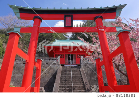静岡県賀茂郡松崎町岩地　赤が印象的な諸石神社と満開の河津桜 88118381