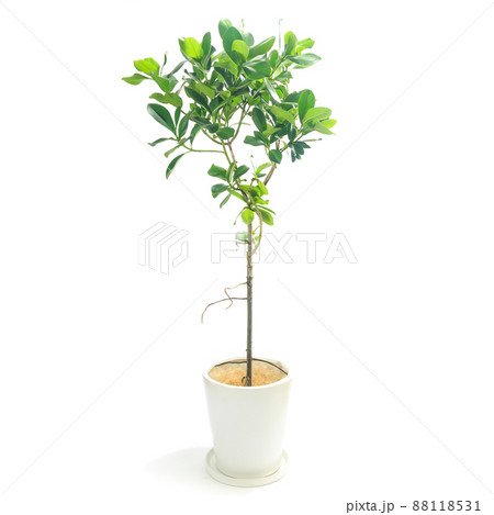 観葉植物、クルシア・ロゼアの鉢植え【白背景】 88118531