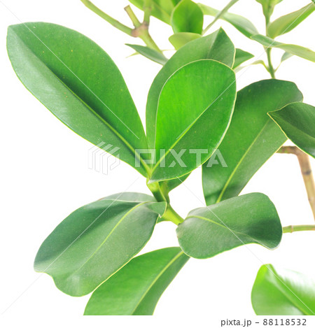 観葉植物、クルシア・ロゼアの葉【白背景】 観葉植物、クルシア・ロゼアの葉【白背景】 88118532