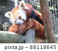 かわいく安心して眠るアライグマ 88118645
