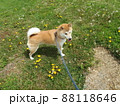 芝生で楽しく遊んでいる犬 88118646