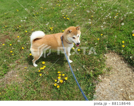 芝生で楽しく遊んでいる犬 芝生で楽しく遊んでいる犬 88118646