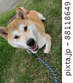 もっと遊びたいと飼い犬を見つめる犬 88118649