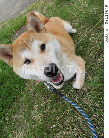 もっと遊びたいと飼い犬を見つめる犬 88118649