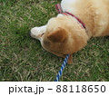 芝生で気持ちよさそうによさそうに寝る犬 88118650
