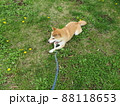 芝生で黄色い花を見つめる犬 88118653