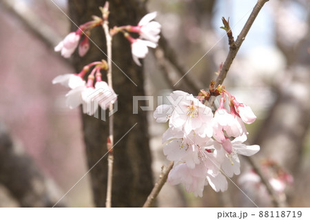 彼岸桜の桃色花の写真素材