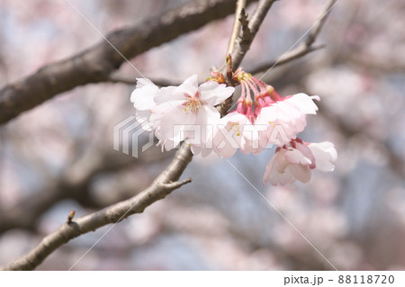 彼岸桜の桃色花 88118720