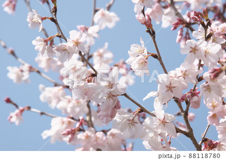 彼岸桜の桃色花【空背景】 彼岸桜の桃色花【空背景】 88118780