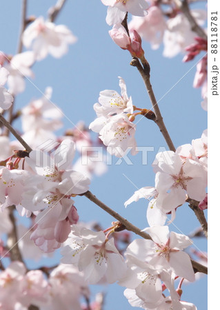 彼岸桜の桃色花【空背景】 88118781